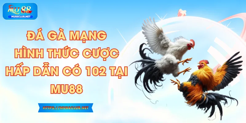 Đá Gà Mạng - Hình Thức Cược Hấp Dẫn Có 102 Tại MU88