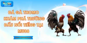 Đá Gà Thomo – Khám Phá Trường Đấu Nổi Tiếng tại MU88