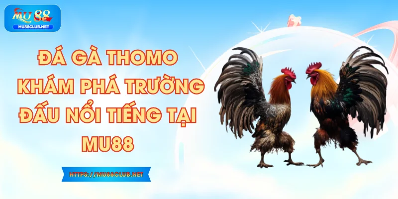 Đá Gà Thomo – Khám Phá Trường Đấu Nổi Tiếng tại MU88