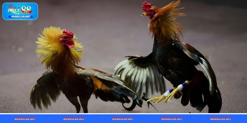 Nắm rõ về loại hình đá gà cựa dao MU88