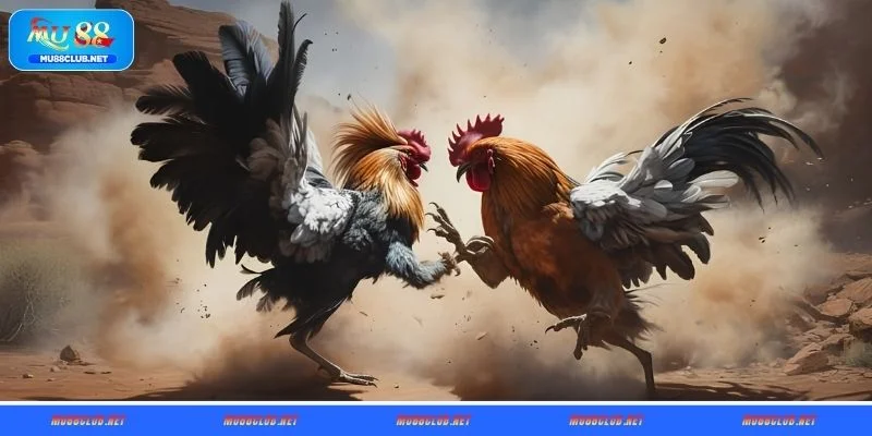 Nắm rõ về loại hình đá gà cựa sắt MU88