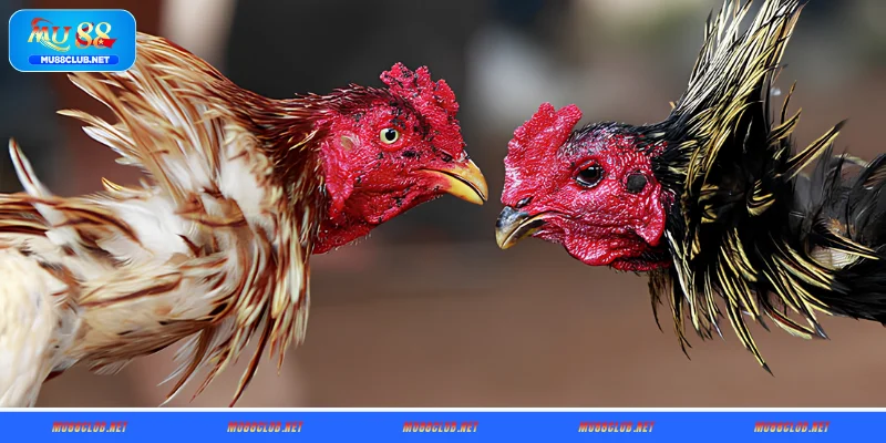 Những điểm nổi bật của đá gà Thomo tại MU88