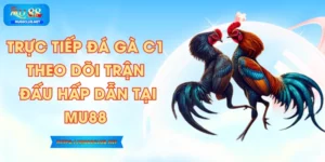 Trực Tiếp Đá Gà C1 – Theo Dõi Trận Đấu Hấp Dẫn Tại MU88