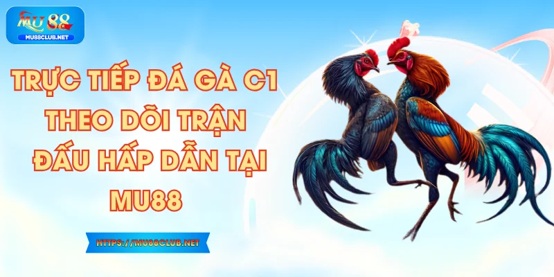 Trực Tiếp Đá Gà C1 – Theo Dõi Trận Đấu Hấp Dẫn Tại MU88